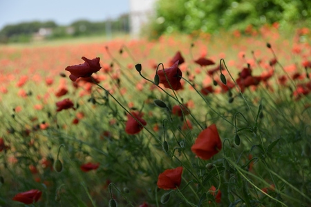 Poppies in the Windの写真素材