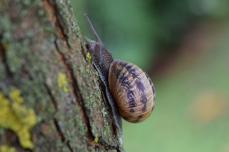 Snailの写真素材