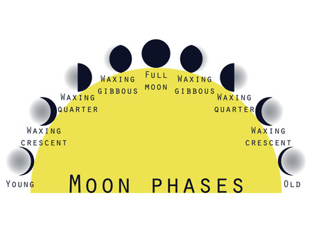 The phases of the moon. Lunar phase. Moon stages. Vector illustration.のイラスト素材