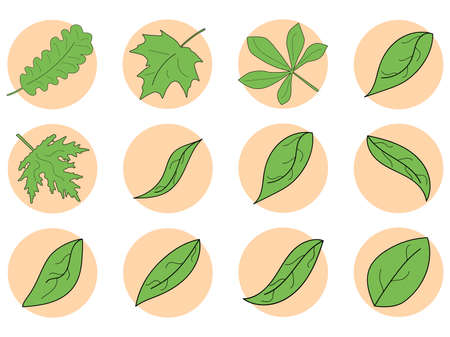 Green leaves icon set. Maple, oak and chestnut leaf contour in a circle isolated on white background. Vector illustrationのイラスト素材
