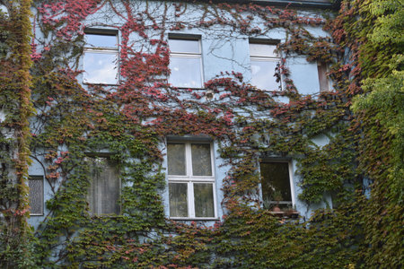 Ivy creeping on a blue apartment building in Tempelhof Berlin