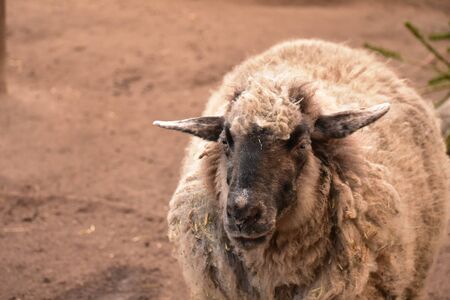 Sheep at a commune city farm in Kreuzberg Berlinの写真素材