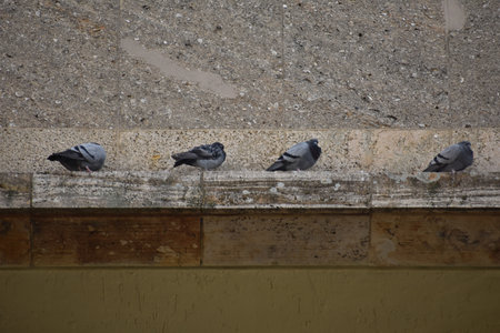 Pigeons lined up at old abandoned Tempelhofer Feld in Tempelhof Berlin