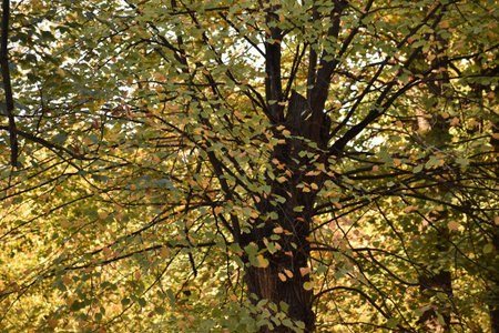 Fall leaves in a tree in a park in Charlottenburg Berlin