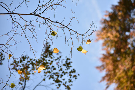 Fall leaves on branches with blue sky background in a park in Charlottenburg Berlin