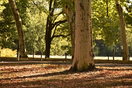 Old tree growing in Treptower park Friedrichshain Berlinの写真素材