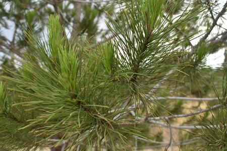 Pine branch closeup endemic in Larnaca