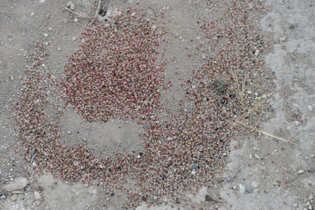 Tree petals laying in sand at Larnaca Salt Lake