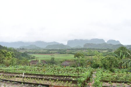 Rows of crops in an organic farm in VInales Cuba on a rainy dayの写真素材