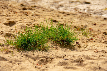 Patch of grass growing in the sand in Markische Schweiz Buckow Brandenburg