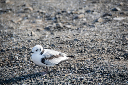 Arctic Tern sitting on rocky beach in Grimsey Island