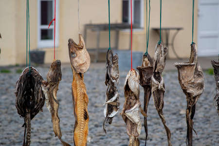 Assorted fish hanging from fish drying rack in Icelandの写真素材