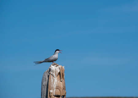 Arctic Tern sitting on totem pole in Grimsey Islandの写真素材