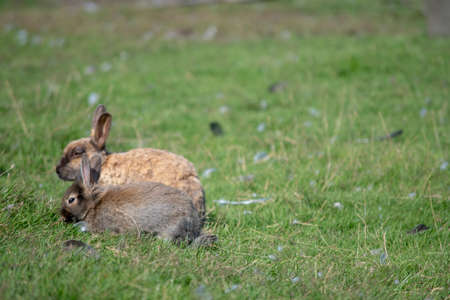 Landscape of wild brown rabbit and baby in meadow during summer in park in Reykjavikの写真素材