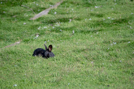 Landscape of wild baby rabbit in meadow during summer in park in Reykjavikの写真素材