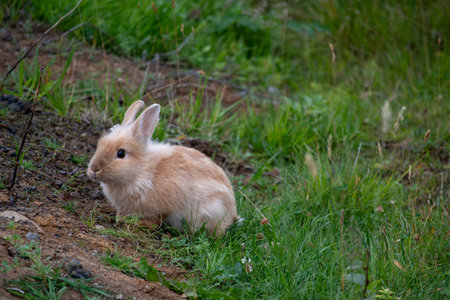 Landscape of Icelandic baby rabbit in grass in Selfoss