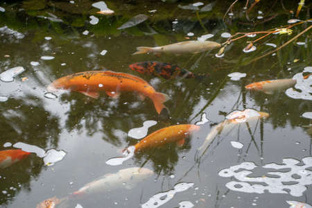 Landscape of Koi fish swimming in Japanischer Garten in Kaiserslauternの写真素材