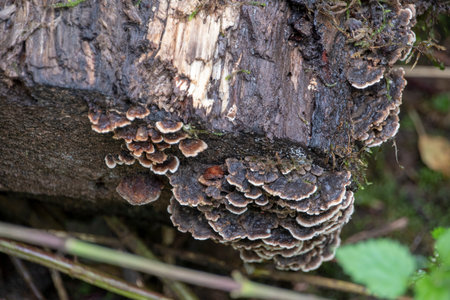 Trametes versicolor turkey tail mushroom growing on tree in Palatinate Forest