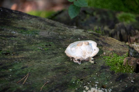 Landscape of Trametes mushroom in Wildpark in Kaiserslauternの写真素材