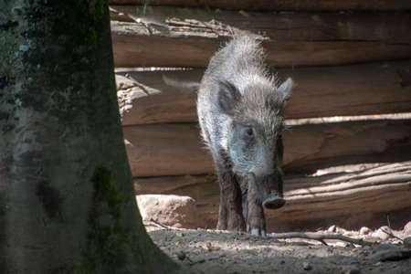 Landscape of Wildschwein wild pig family in Wildpark in Kaiserslauternの写真素材
