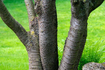 Landscape of mossy tree trunk in Garten der Welt Marzahn Berlinの写真素材