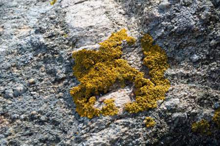 Landscape of orange lichen on a rock during summer in Catalonia Spainの写真素材