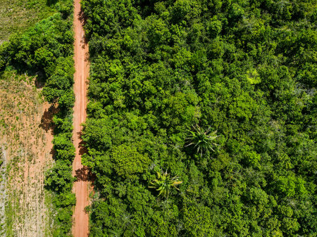 Aerial top down of rainforest on Chapada hill during summer in Nobres Bom Jardim Mato Grosso Brazil
