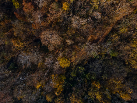 Aerial top down of colorful leaves on trees in fall in suburban Philadelphia Pennsylvania USA