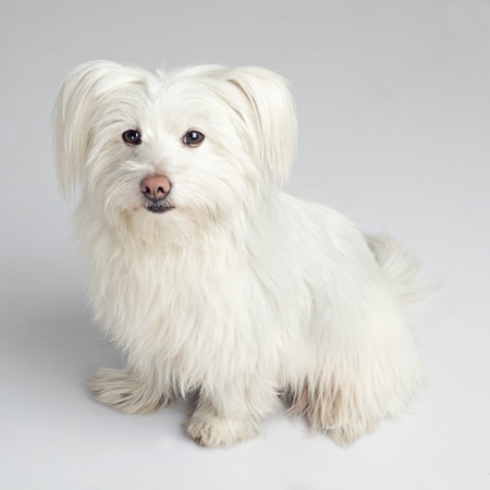 beautiful white fluffy dogの写真素材