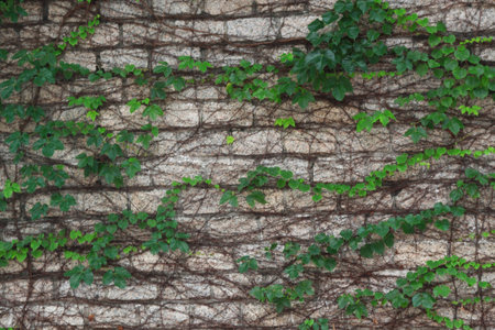 plant on the wall as bacgroundの写真素材