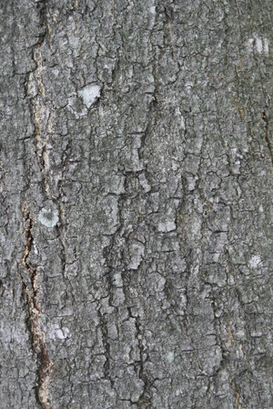 tree vein as design backgroundの写真素材