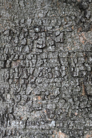 tree vein as design backgroundの写真素材