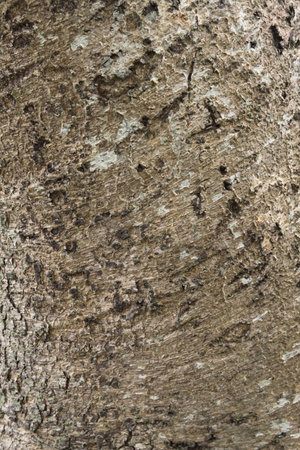 tree vein as design backgroundの写真素材