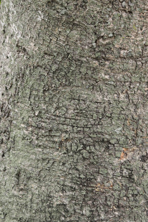 tree vein as design backgroundの写真素材