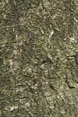 tree vein as design backgroundの写真素材