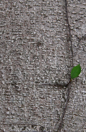 wooden vein series, design elementsの写真素材