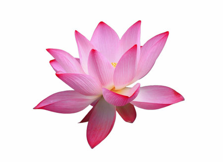 isolated beautiful red lotus on the white backgroundの写真素材
