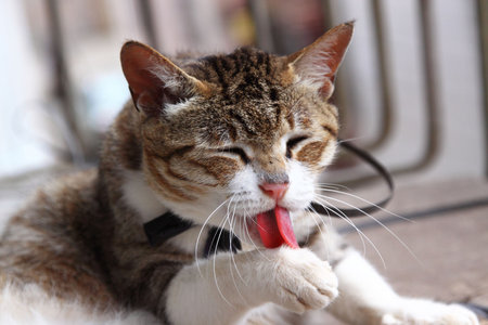 cat licks its handの写真素材