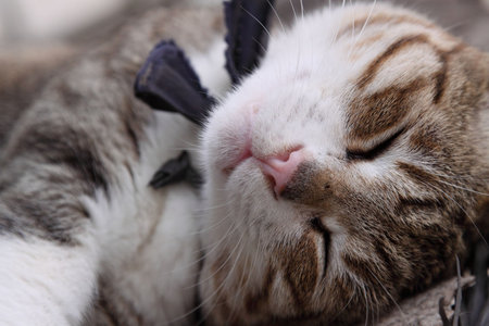 cat is sleepingの写真素材