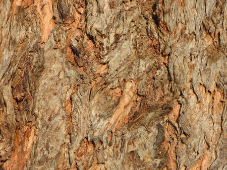 Redgum Bark Textureの写真素材