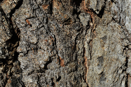Ironbark Eucalyptus texture