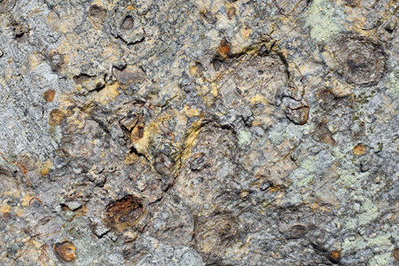 Moreton Bay Fig Tree Bark texture