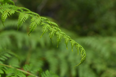 Closeup of a moist native fern background