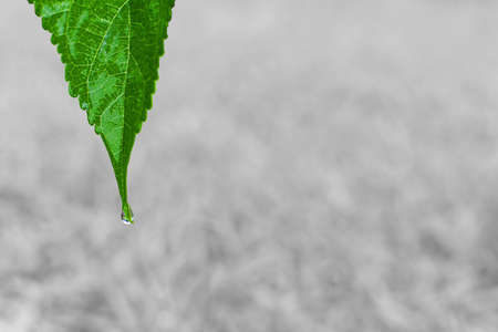 Leaf with water droplet and copy space backgroundの写真素材