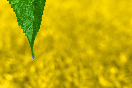 Leaf with water droplet and copy space background