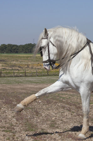 white horse to stepの写真素材