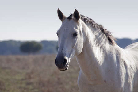 white horseの写真素材