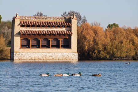 Wild bird observatory Villafáfila gaps, Zamora, Spain, nature reserve, with geese (Anas platyrhynchos) in waterのeditorial素材