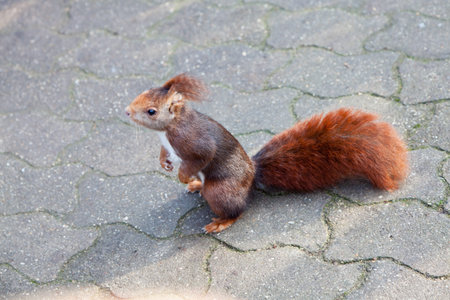 Red-tailed brown squirre