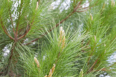 pine boughs in spring 